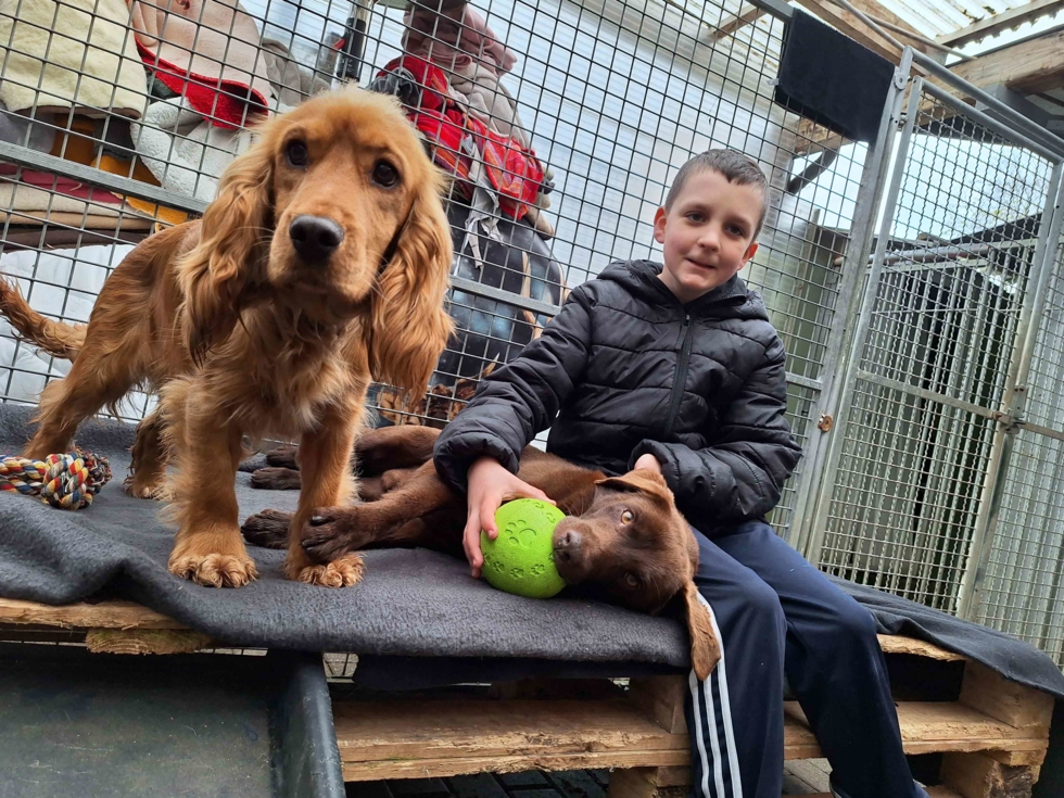 Junge mit 2 Hunden im Tierheim